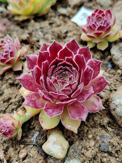 Молодило Ufo (Уфо)