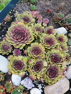 Молодило Ufo (Уфо)