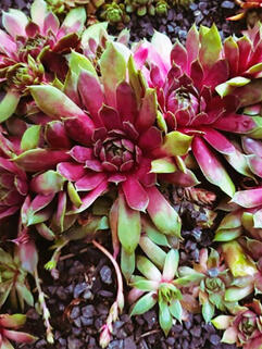 Молодило Ufo (Уфо)