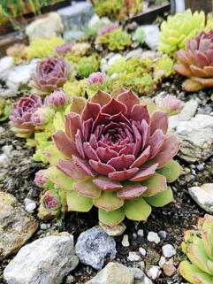 Молодило Ufo (Уфо)