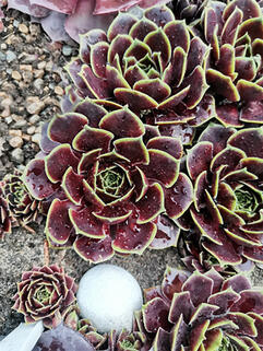 Молодило May Time (Мей Тайм)