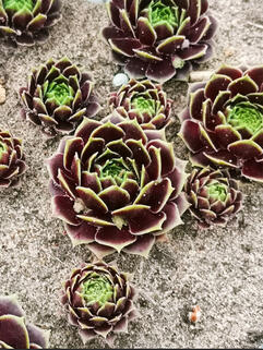 Молодило May Time (Мей Тайм)