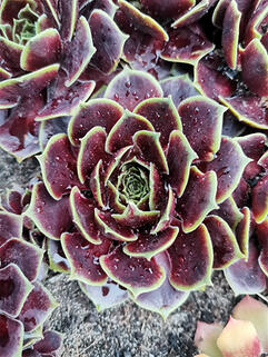 Молодило May Time (Мей Тайм)