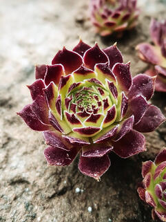 Молодило May Time (Мей Тайм)