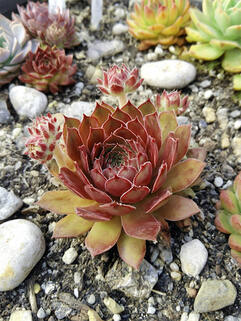 Молодило  Bronze Pastel (Бронз Пастель)