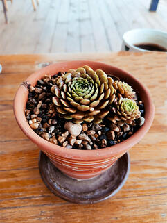 Молодило  Bronze Pastel (Бронз Пастель)