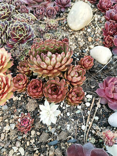 Молодило  Bronze Pastel (Бронз Пастель)