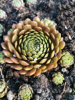 Молодило  Bronze Pastel (Бронз Пастель)