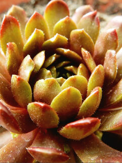 Молодило  Bronze Pastel (Бронз Пастель)