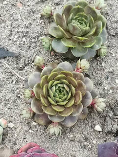 Молодило Чебурашка