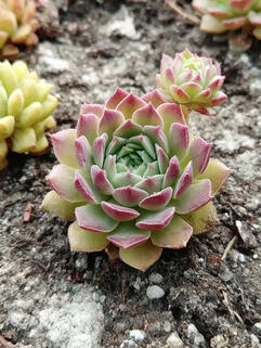 Молодило Чебурашка