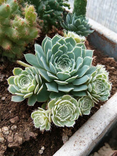 Молодило Blue Star (Блю Стар)