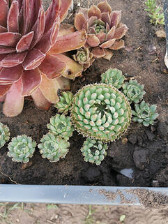 Молодило Blue Star (Блю Стар)