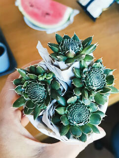 Молодило Blue Star (Блю Стар)