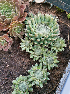 Молодило Blue Star (Блю Стар)