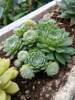 Молодило Blue Star (Блю Стар)