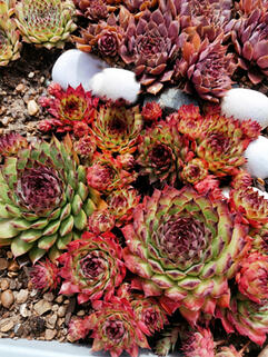 Молодило Bronco ( Бронко )