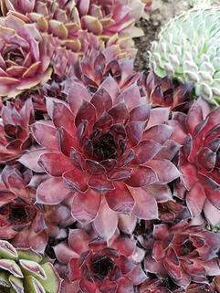 Молодило Bronco ( Бронко )