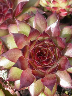 Молодило Bronco ( Бронко )