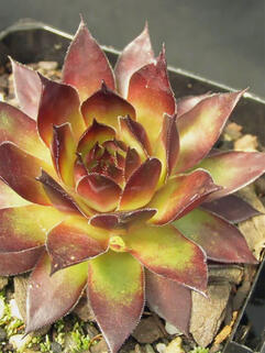 Молодило Bronco ( Бронко )