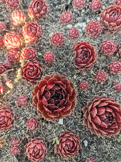 Молодило Cassiopeia Red (Кассиопея Ред)