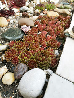 Молодило Cassiopeia Red (Кассиопея Ред)