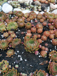 Молодило Cassiopeia Red (Кассиопея Ред)