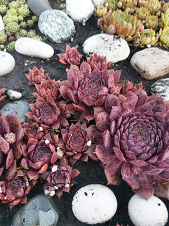 Молодило Virgil ( Виргил )