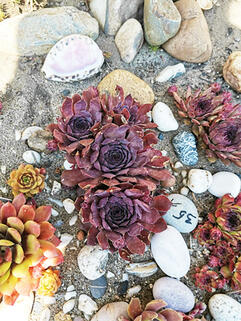 Молодило Virgil ( Виргил )