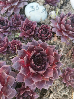 Молодило Virgil ( Виргил )