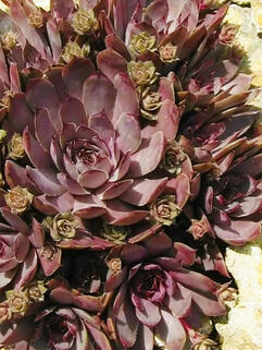 Молодило Virgil ( Виргил )