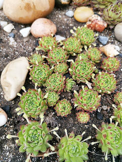 Молодило Montanum ( Монтанум )