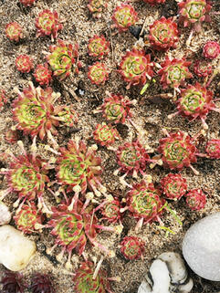 Молодило Montanum ( Монтанум )