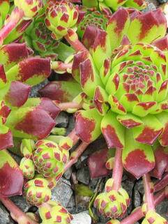 Молодило Montanum ( Монтанум )