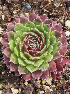 Молодило Silberkarneol (Силберкарнеол)