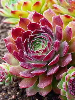 Молодило Silberkarneol (Силберкарнеол)