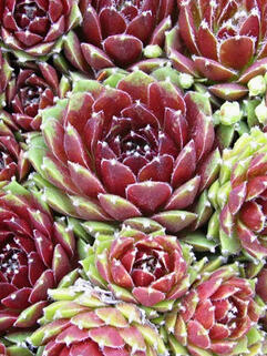 Молодило Silberkarneol (Силберкарнеол)