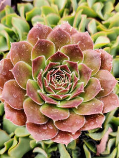 Молодило Aline (Алина)