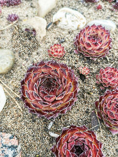 Молодило Aline (Алина)