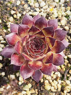 Молодило Aline (Алина)