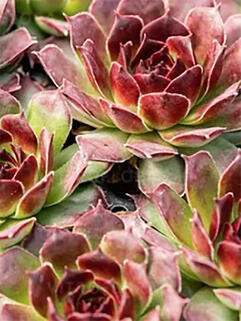 Молодило Aline (Алина)