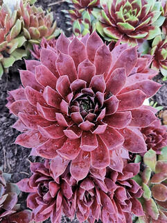 Молодило Country Red (Кантри Ред)  