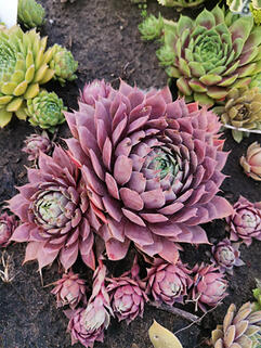 Молодило Country Red (Кантри Ред)  