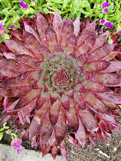 Молодило Country Red (Кантри Ред)  