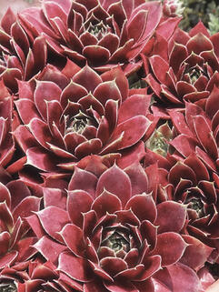 Молодило Country Red (Кантри Ред)  