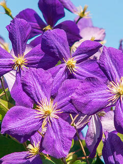 Клематис гибридный Jackmanii (Джекмана) 3 группа