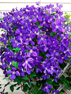 Клематис гибридный Jackmanii (Джекмана) 3 группа