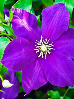 Клематис гибридный Jackmanii (Джекмана) 3 группа