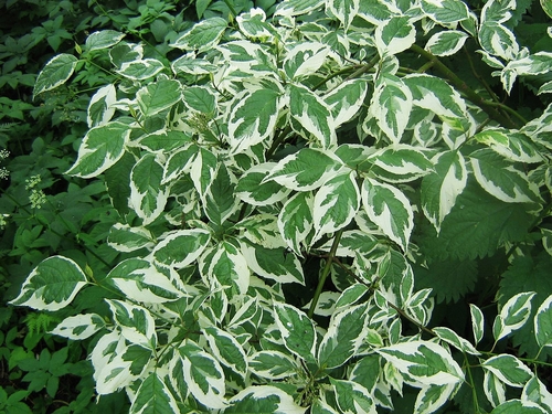 Дёрен белый Elegantissima (Элегантисима)