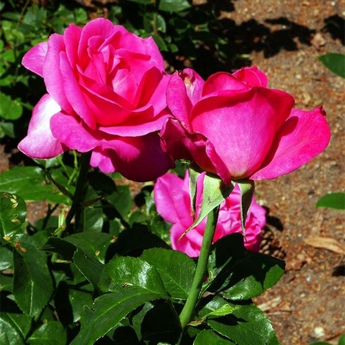 Роза чайно-гибридная Каприз де Мейян (Caprice de Meilland)